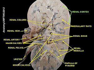 Renal lobe (renal cortex green with renal pyramid below) Slide24iii.JPG