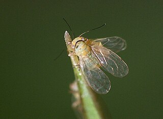 <i>Heteropsylla</i> Genus of true bugs