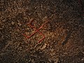 Detail of swastika on the Snoldelev runestone.