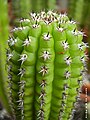 Soehrensia candicans 'Brevispinulosus'