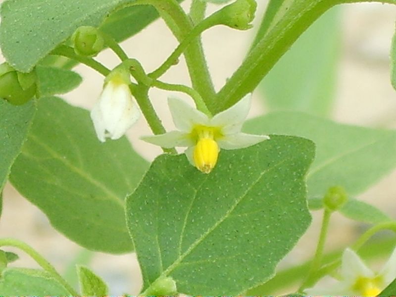 File:Solanum nigrum 02.JPG