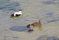 Common eider (Iceland)