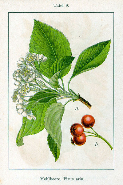 File:Sorbus aria Sturm9.jpg