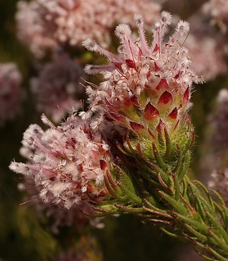 <i>Sorocephalus lanatus</i> Species of flowering plant