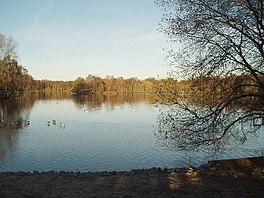 Lake surrounded by trees, with a few waterfowl standing on a patch of ice