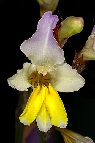 <i>Sparaxis auriculata</i> Species of flowering plant