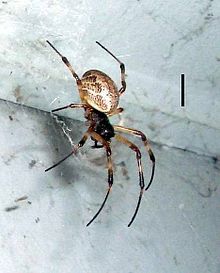 Spider.cooktown.australia.1.jpg