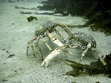 O'rgimchak Crabs Fighting.JPG