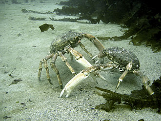 Hyas araneus Spider Crabs Fighting.JPG