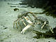 Spider Crabs Fighting.JPG