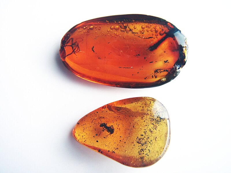 File:Spider and ant in amber.jpg