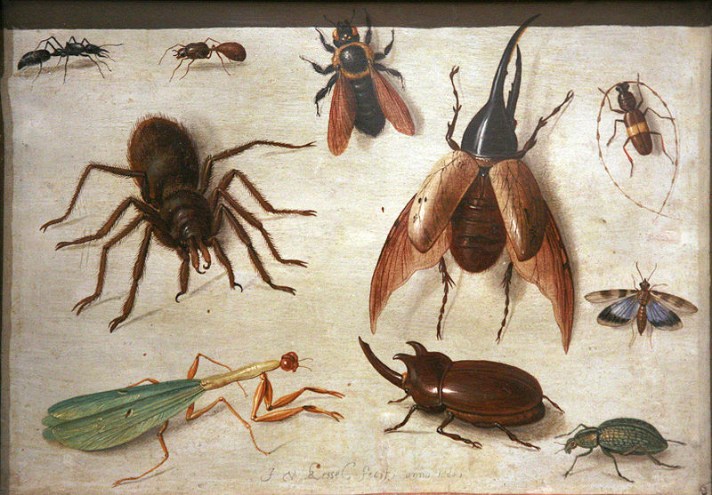 File:Spiders and insects mg 0150.jpg