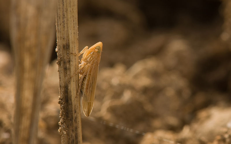 File:Spornzikade Stenocranus minutus auf Dactylis glomerata.jpg