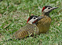Spot-breasted Woodpecker 700.jpg