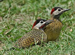 Description de l'image Spot-breasted Woodpecker 700.jpg.