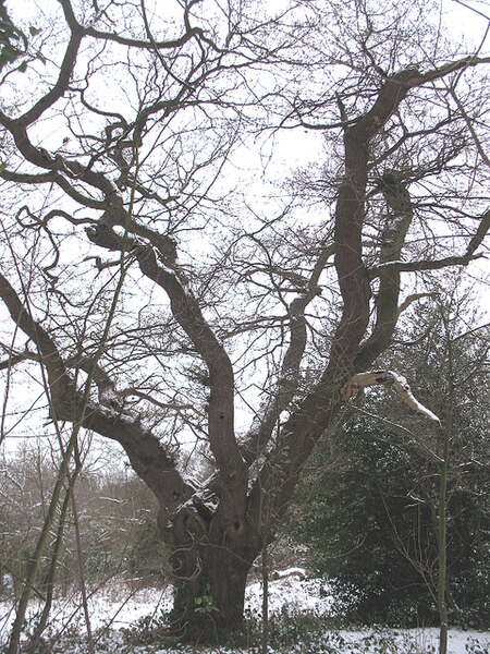 File:Spreading tree in Ashen Grove - geograph.org.uk - 1656045.jpg