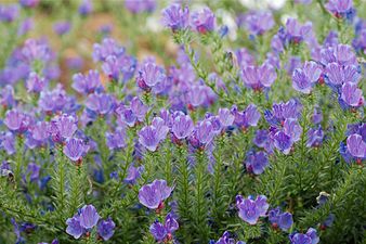 Purple Viper's Bugloss