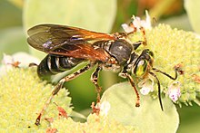 Osa četvrtaste glave - Tachytes guatemalensis, Meadowood Farm SRMA, Mason Neck, Virginia.jpg