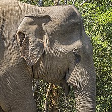 Head of a male without tusks Sri Lankan elephant (Elephas maximus maximus) male head.jpg