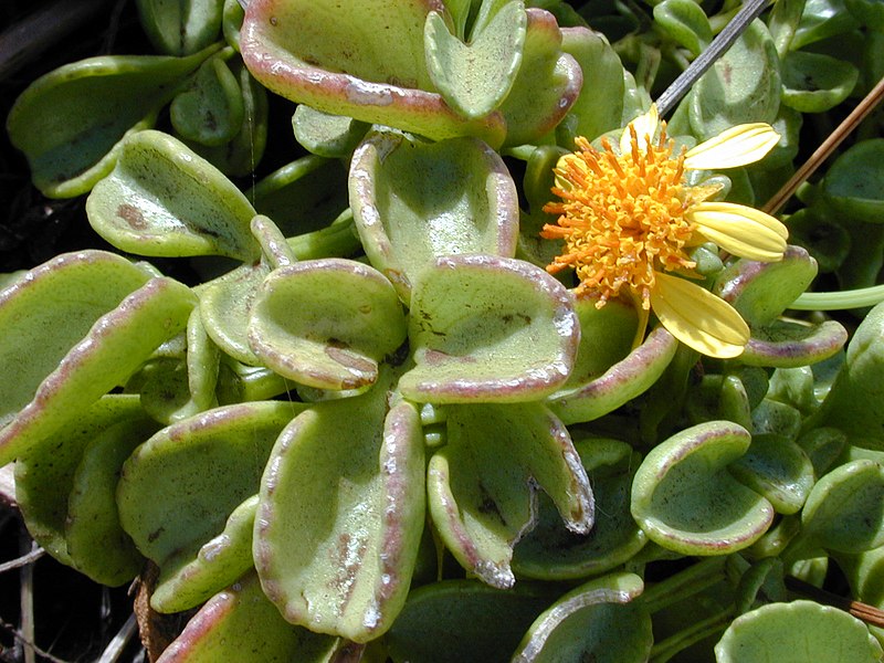 File:Starr-020530-0019-Bidens mauiensis-leaves and flower-Manawainui-Maui (24548926475).jpg