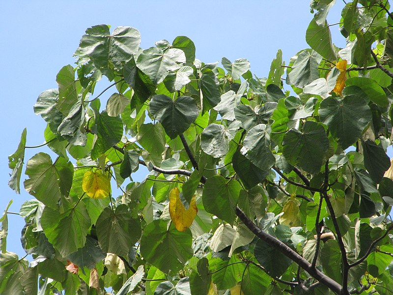 File:Starr-090720-3133-Ochroma pyramidale-leaves-Tropical Gardens of Maui Iao Valley Rd-Maui (24943984216).jpg