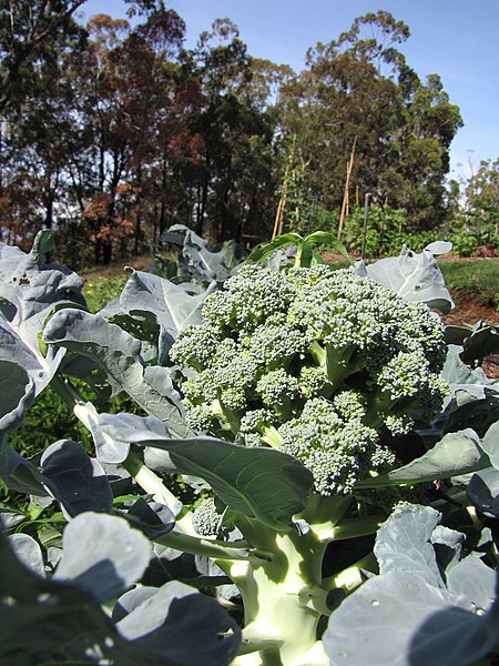 File:Starr-091108-9386-Brassica oleracea var botrytis-broccoli florets-Olinda-Maui (24621617049).jpg