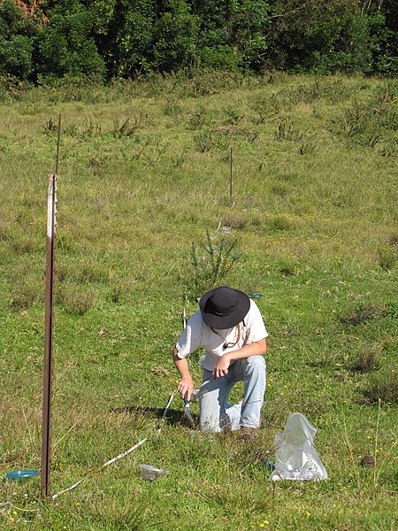 File:Starr-120418-4698-Senecio madagascariensis-Paul getting soil core samples-Kahakapao Rd-Maui (25113169156).jpg