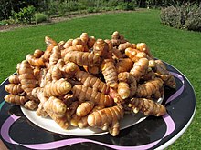 Curcuma longa