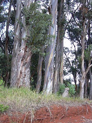 Blá tröllatré (Eucalyptus globulus)