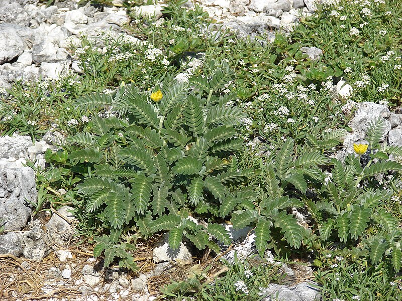 File:Starr 080603-5633 Tribulus cistoides.jpg