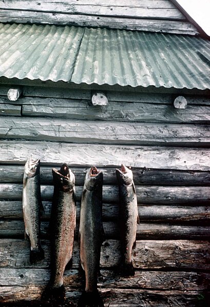 File:Steelhead trout or rainbow trout hanging on side of cabin.jpg