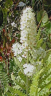 <i>Stenanthium densum</i> Species of wildflower