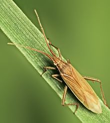 Stenodema calcarata (2) .jpg