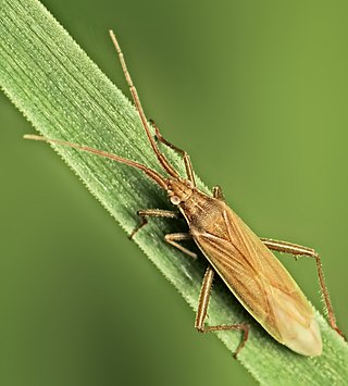 <i>Stenodema calcarata</i> Species of true bug