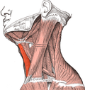 Vorschaubild für Musculus sternohyoideus