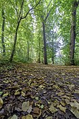 Laan in het zuiden van het bos (2017)