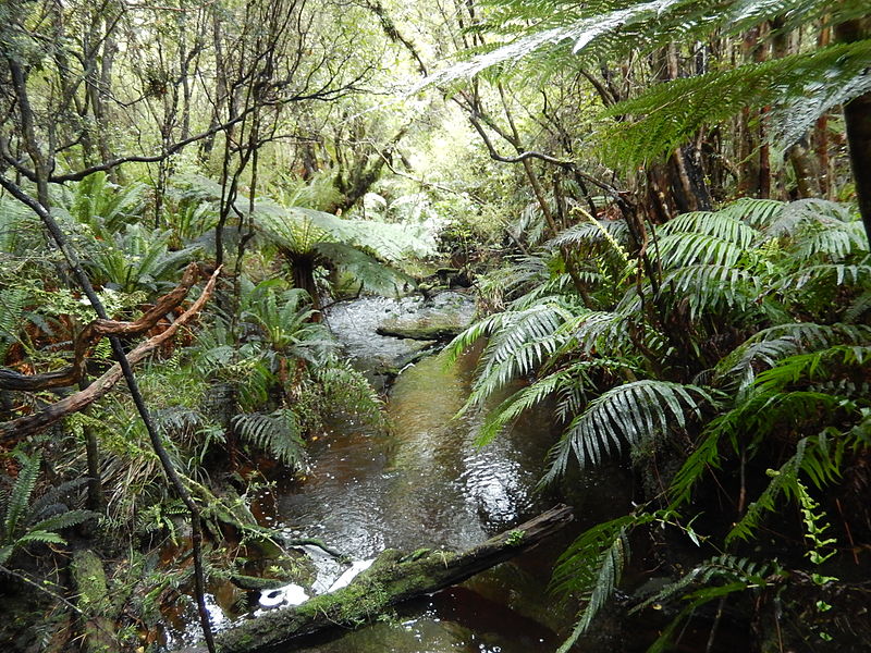 File:Stewart Island Fern Gully.jpg