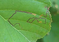 Damage Stigmella glutinosae BE-MK-7512a.jpg