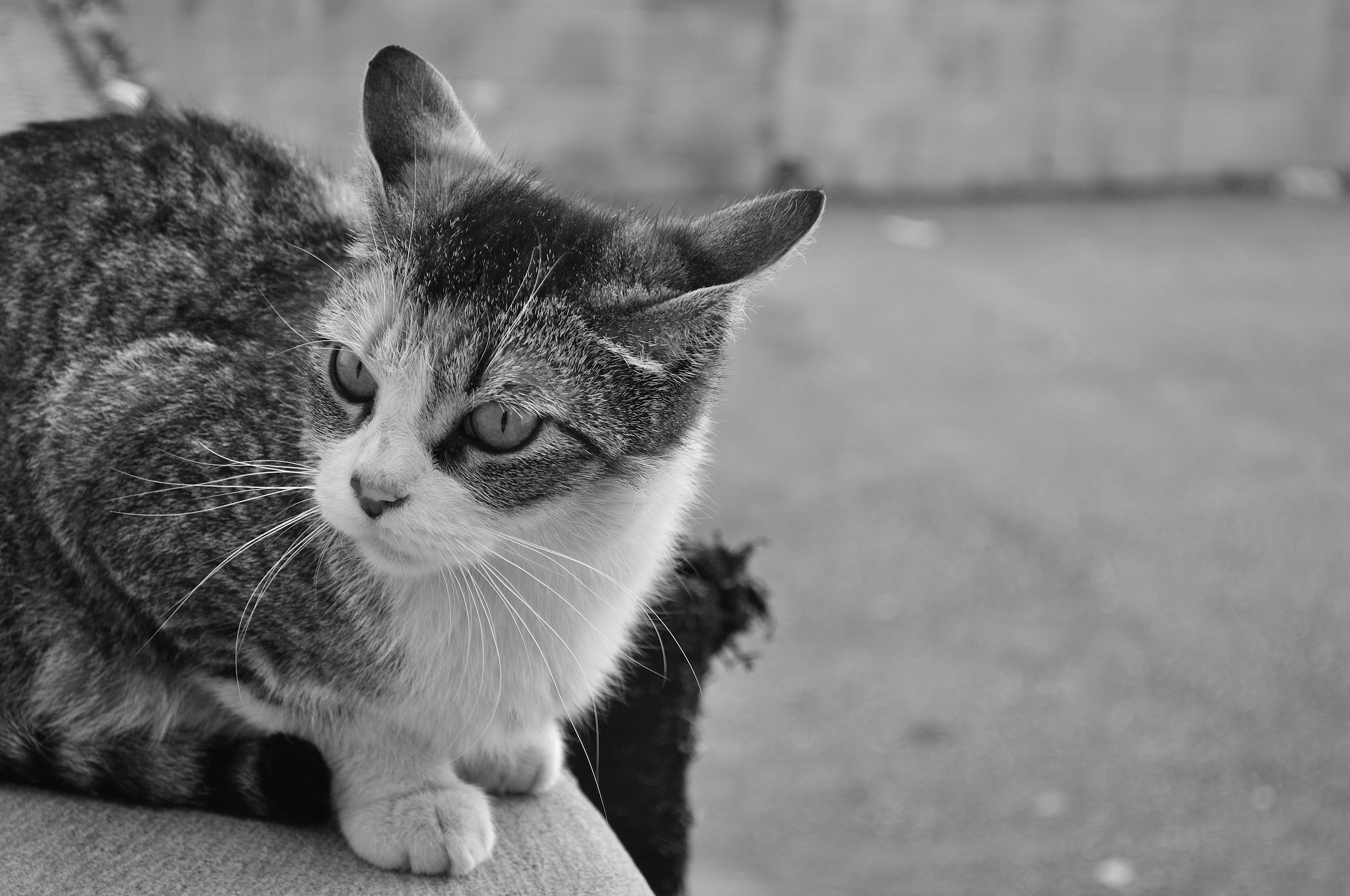 FileStray Kitten in Toronto  a.jpg   Wikipedia