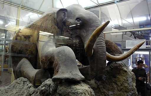 Stuffed mammoth