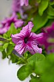 Surfinia (Petunia × atkinsiana).