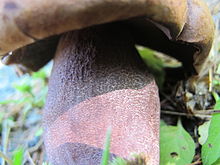 The scales on the stipe surface are distinct from those of Leccinum. Sutorius eximius 95313.jpg