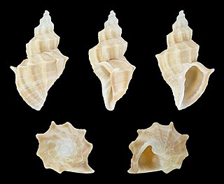 <i>Sveltia lyrata</i> Species of gastropod