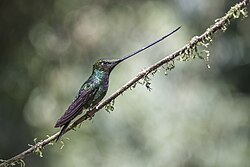 Sword-billed hummingbird (Ensifera ensifera) Caldas.jpg