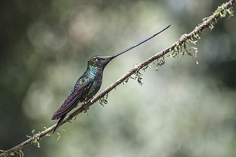 Sword-billed hummingbird (Ensifera ensifera)