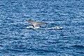 Sydney (AU), Pacific Ocean, Humpback Whales -- 2019 -- 3292.jpg