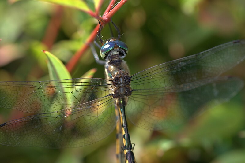 File:Sydney dragonfly Victoria Park pond 16.jpg