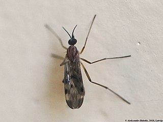 <i>Sylvicola fenestralis</i> Species of fly