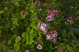 Syringa microphylla C.jpg