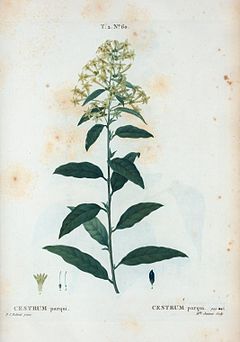 Cestrum nocturnum - Wikipedia, la enciclopedia libre